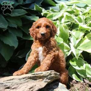 Ryan, Irish Doodle Puppy